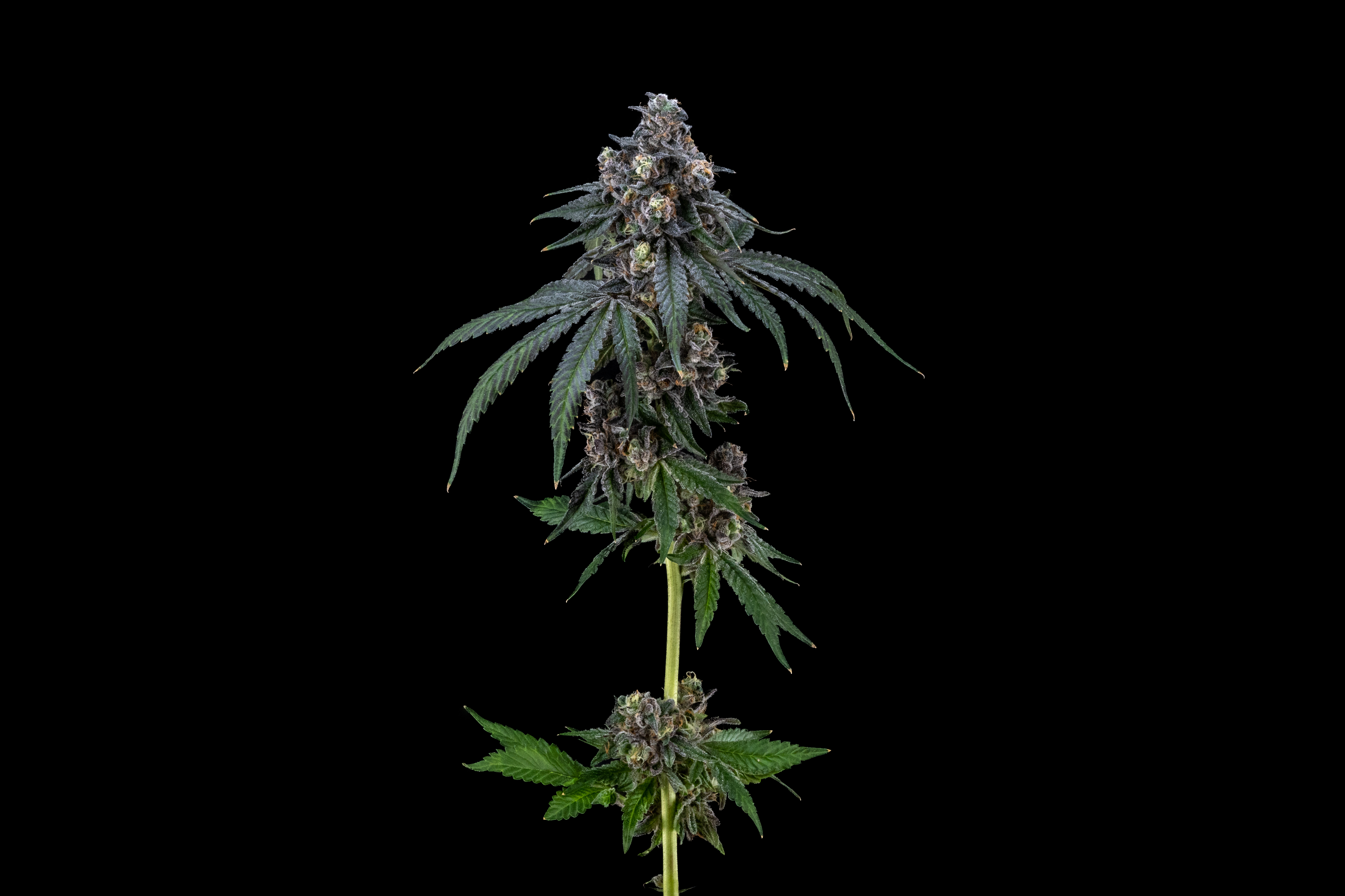 Floraページ FloraCal Farms: Strain Index